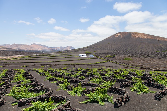 Experiencias únicas: Bodegas y cata de vinos en Lanzarote