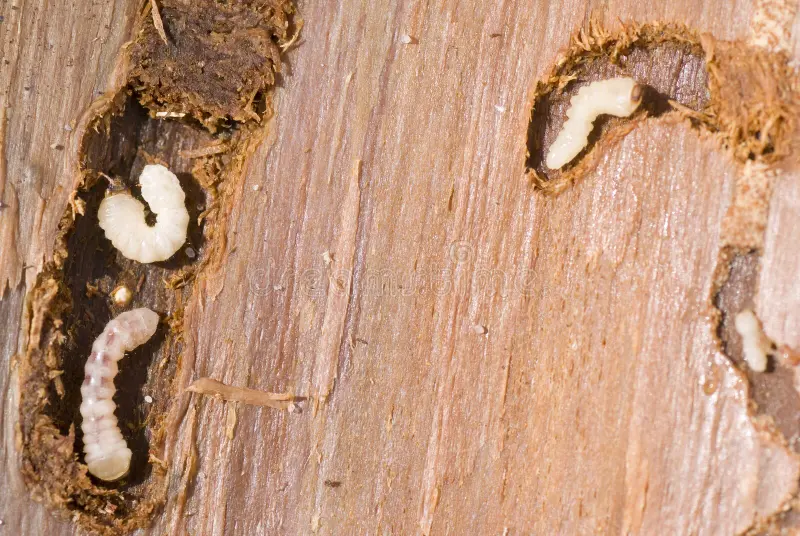 Trucos y consejos para prevenir y eliminar la carcoma