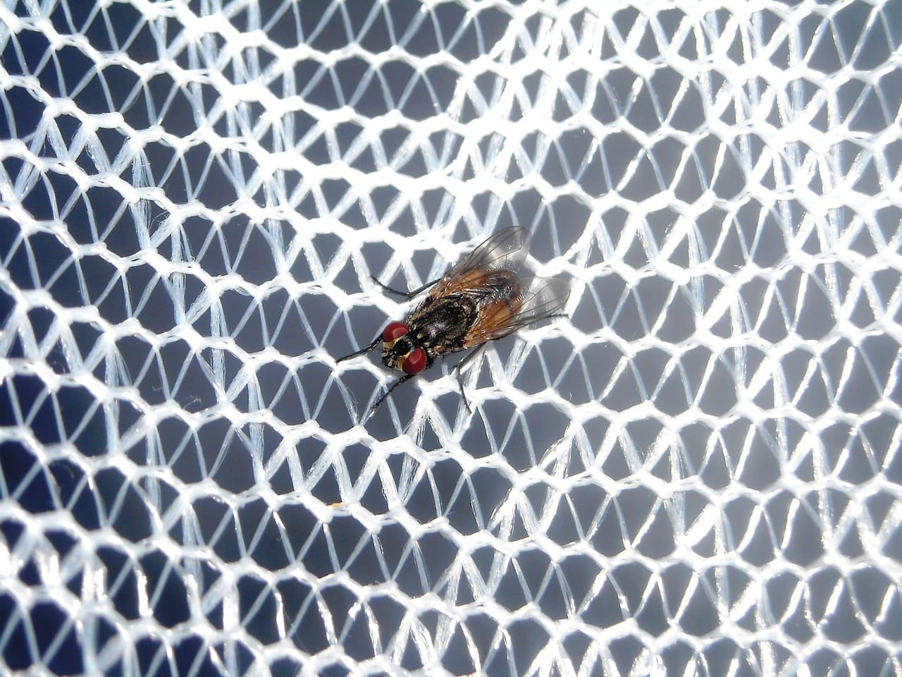mosquiteras para tu hogar