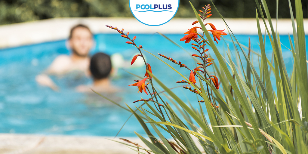 Cómo prevenir y eliminar las algas de tu piscina